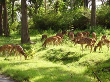 Mudumalai Wildlife Sanctuary